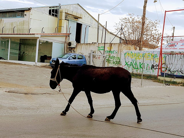 Χαλκίδα: Η βόλτα του γαϊδάρου σε κεντρικό δρόμο που έγινε viral (ΦΩΤΟ) - Φωτογραφία 2