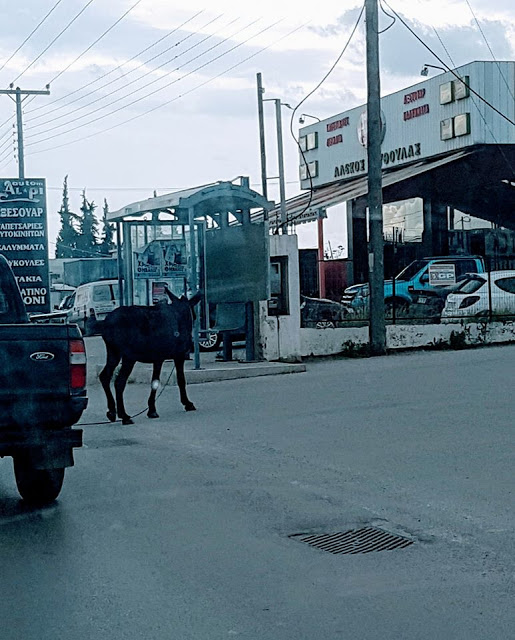 Χαλκίδα: Η βόλτα του γαϊδάρου σε κεντρικό δρόμο που έγινε viral (ΦΩΤΟ) - Φωτογραφία 3
