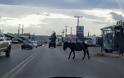 Χαλκίδα: Η βόλτα του γαϊδάρου σε κεντρικό δρόμο που έγινε viral (ΦΩΤΟ)