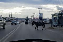 Χαλκίδα: Η βόλτα του γαϊδάρου σε κεντρικό δρόμο που έγινε viral (ΦΩΤΟ)