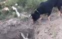 Συγκλονίζει - Σκύλος βοηθά στην ταφή του φίλου του [video]