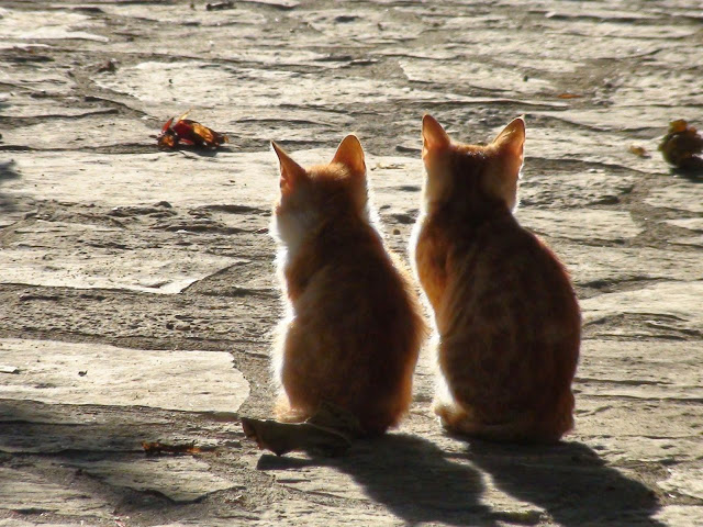 Φόλες έριξαν σε γάτες στην ΠΑΛΑΙΡΟ - Φωτογραφία 1