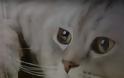 Κρήτη: Αυστηρή η ποινή για τον στραγγαλισμό της γάτας