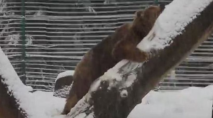 Συγκινητικό: Αρκουδίτσα παίζει ελεύθερη στο χιόνι μετά από 20 χρόνια σε κλουβί  Επιτέλους ελεύθερος! - Φωτογραφία 1