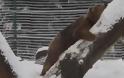 Συγκινητικό: Αρκουδίτσα παίζει ελεύθερη στο χιόνι μετά από 20 χρόνια σε κλουβί  Επιτέλους ελεύθερος!