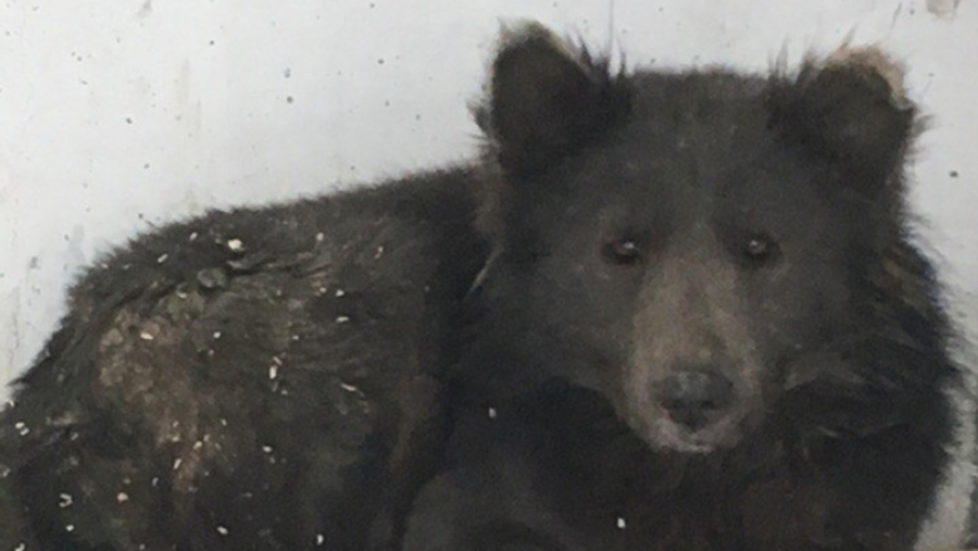 Βρέθηκε στη Ρωσία και όλοι αναρωτιούνται: Είναι σκύλος ή αρκούδα; - Φωτογραφία 1