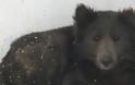 Βρέθηκε στη Ρωσία και όλοι αναρωτιούνται: Είναι σκύλος ή αρκούδα;