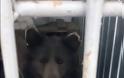 Βρέθηκε στη Ρωσία και όλοι αναρωτιούνται: Είναι σκύλος ή αρκούδα; - Φωτογραφία 3