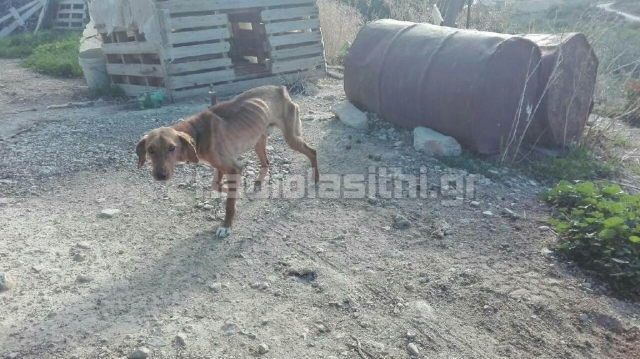 Κρήτη: Στο αυτόφωρο για κακοποίηση σκύλων - Φωτογραφία 3