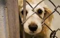 Κρήτη: Στο αυτόφωρο για κακοποίηση σκύλων