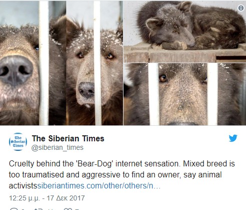 Μεντβεμπάκα, ο «αρκουδόσκυλος» της Σιβηρίας που συγκίνησε το ίντερνετ [video] - Φωτογραφία 2