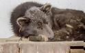 Μεντβεμπάκα, ο «αρκουδόσκυλος» της Σιβηρίας που συγκίνησε το ίντερνετ [video]