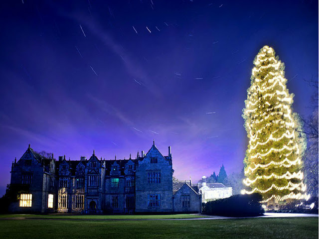 Το μεγαλύτερο φυσικό χριστουγεννιάτικο δέντρο στον κόσμο ύψους 33 μέτρων! - Φωτογραφία 1