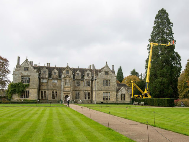 Το μεγαλύτερο φυσικό χριστουγεννιάτικο δέντρο στον κόσμο ύψους 33 μέτρων! - Φωτογραφία 3