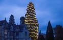 Το μεγαλύτερο φυσικό χριστουγεννιάτικο δέντρο στον κόσμο ύψους 33 μέτρων! - Φωτογραφία 5