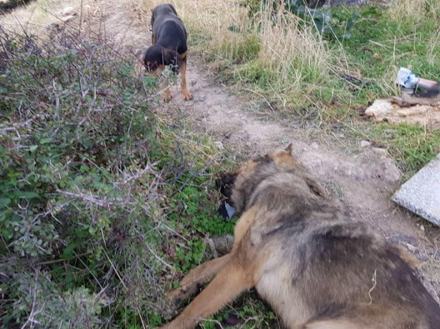 Κύπρος: Σακούλες με νεκρά σκυλιά στο φράγμα του Κούρη - Φωτογραφία 2