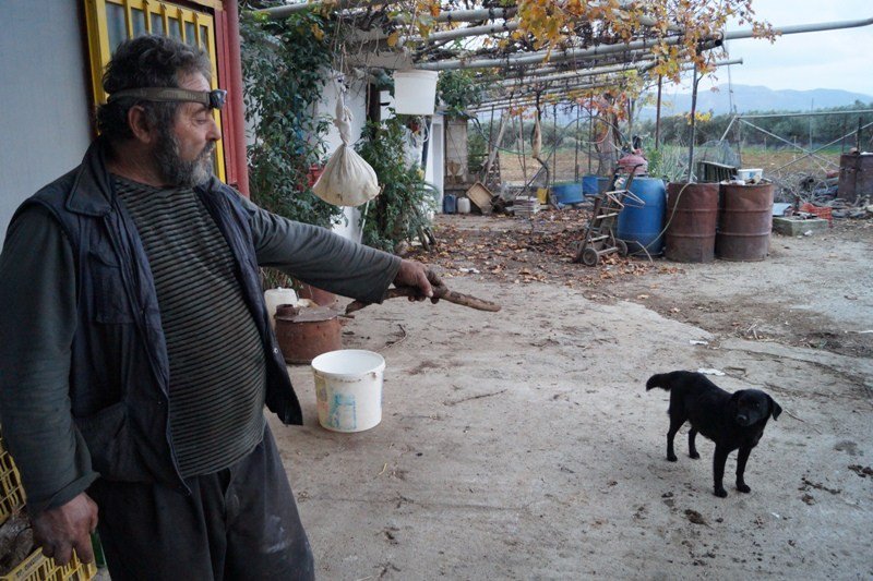 Χανιά: Κότα υιοθέτησε και φροντίζει τρία μικρά κουταβάκια - Φωτογραφία 2