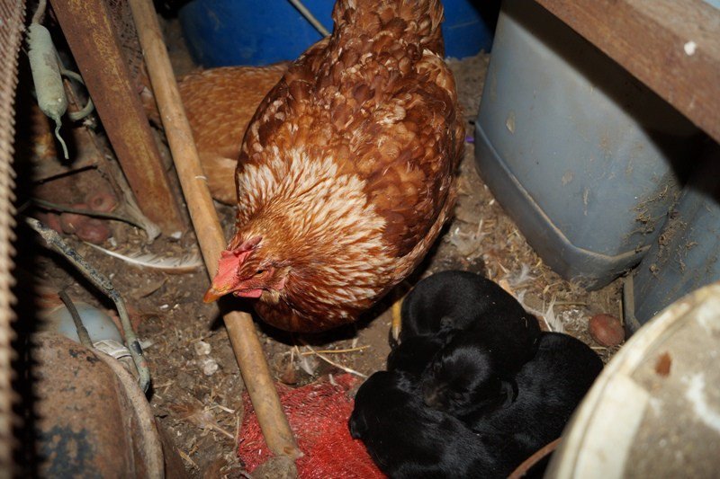 Χανιά: Κότα υιοθέτησε και φροντίζει τρία μικρά κουταβάκια - Φωτογραφία 4