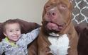 Αυτό το γιγαντιαίο pit bull έχει καρδιά μικρού παιδιού... [video]