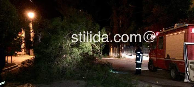 Στυλίδα: Ξεριζώθηκε δέντρο και έπεσε πάνω σε διερχόμενο όχημα του λιμενικού (φωτογραφίες) - Φωτογραφία 1