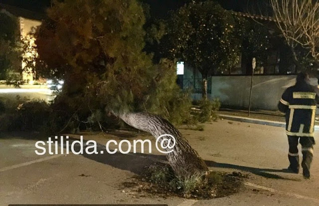 Στυλίδα: Ξεριζώθηκε δέντρο και έπεσε πάνω σε διερχόμενο όχημα του λιμενικού (φωτογραφίες) - Φωτογραφία 4