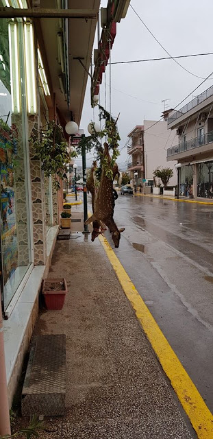 Ψαχνά: Σάλος για τα σκοτωμένα ελάφια που ήταν κρεμασμένα έξω από κρεοπωλείο (ΒΙΝΤΕΟ) - Φωτογραφία 2