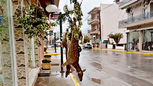 Ψαχνά: Σάλος για τα σκοτωμένα ελάφια που ήταν κρεμασμένα έξω από κρεοπωλείο (ΒΙΝΤΕΟ) - Φωτογραφία 3