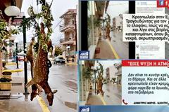 Ψαχνά: Σάλος για τα σκοτωμένα ελάφια που ήταν κρεμασμένα έξω από κρεοπωλείο (ΒΙΝΤΕΟ)