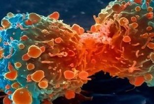 Τι καταπολεμά καρκίνο, αλτσχάιμερ, καρδιαγγειακά, Πάρκινσον - Φωτογραφία 1