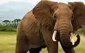 Τι φόβισε τους ελέφαντες και έσωσε τις καλλιέργειες;