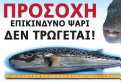 Προσοχή σε αυτό το ψάρι των ελληνικών θαλασσών -  Δεν υπάρχει αντίδοτο αν το καταναλώσετε