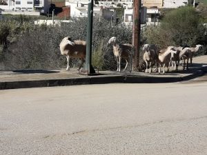 Αγρίνιο: Κίνδυνος - θάνατος τα πρόβατα στην περιμετρική [photos+video] - Φωτογραφία 4