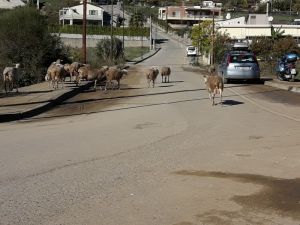 Αγρίνιο: Κίνδυνος - θάνατος τα πρόβατα στην περιμετρική [photos+video] - Φωτογραφία 2