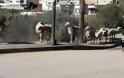 Αγρίνιο: Κίνδυνος - θάνατος τα πρόβατα στην περιμετρική [photos+video] - Φωτογραφία 4