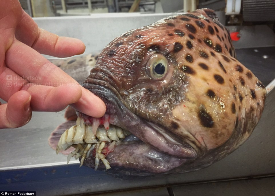 Τρομακτικό: Τα «εξωγήινα» ψάρια που κολυμπούν ανάμεσά μας - Φωτογραφία 4