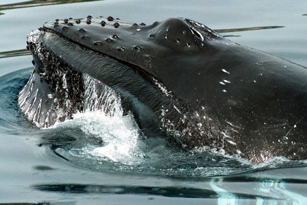 Αρχαίο είδος φάλαινας ξεβράστηκε σε ακτή της Αλεξανδρούπολης [video] - Φωτογραφία 1
