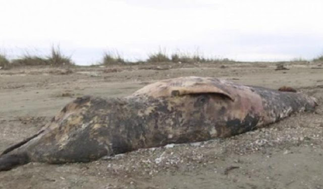 Αρχαίο είδος φάλαινας ξεβράστηκε σε ακτή της Αλεξανδρούπολης [video] - Φωτογραφία 2