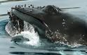 Αρχαίο είδος φάλαινας ξεβράστηκε σε ακτή της Αλεξανδρούπολης [video]
