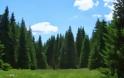 Το δάσος της Ελατιάς ή «Καράντερε»: Είναι ένα «αυθεντικό και ανεπανάληπτο μουσείο της φύσης»! - Φωτογραφία 1