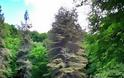 Το δάσος της Ελατιάς ή «Καράντερε»: Είναι ένα «αυθεντικό και ανεπανάληπτο μουσείο της φύσης»! - Φωτογραφία 9