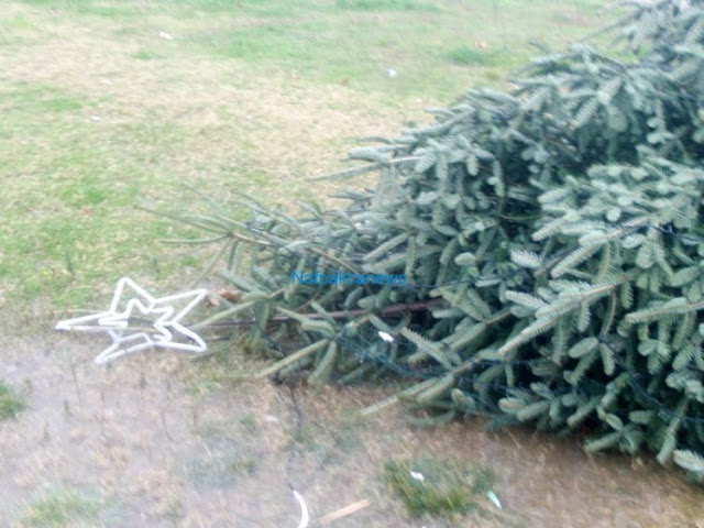 Ναύπακτος: Έκοψαν με αλυσοπρίονο το Χριστουγεννιάτικο δένδρο του δ.δ. Λυγιά (ΔΕΙΤΕ ΒΙΝΤΕΟ-ΦΩΤΟ) - Φωτογραφία 2