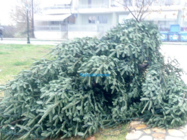 Ναύπακτος: Έκοψαν με αλυσοπρίονο το Χριστουγεννιάτικο δένδρο του δ.δ. Λυγιά (ΔΕΙΤΕ ΒΙΝΤΕΟ-ΦΩΤΟ) - Φωτογραφία 3