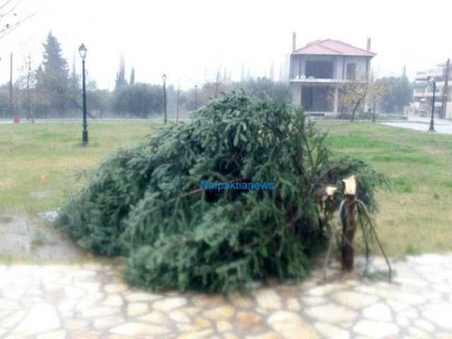 Ναύπακτος: Έκοψαν με αλυσοπρίονο το Χριστουγεννιάτικο δένδρο του δ.δ. Λυγιά (ΔΕΙΤΕ ΒΙΝΤΕΟ-ΦΩΤΟ) - Φωτογραφία 4