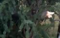Ναύπακτος: Έκοψαν με αλυσοπρίονο το Χριστουγεννιάτικο δένδρο του δ.δ. Λυγιά (ΔΕΙΤΕ ΒΙΝΤΕΟ-ΦΩΤΟ) - Φωτογραφία 1