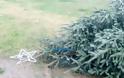 Ναύπακτος: Έκοψαν με αλυσοπρίονο το Χριστουγεννιάτικο δένδρο του δ.δ. Λυγιά (ΔΕΙΤΕ ΒΙΝΤΕΟ-ΦΩΤΟ) - Φωτογραφία 2