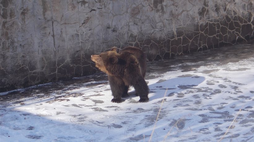 Νευροκόπι  Απελευθέρωσαν αρκουδίτσα που είχε παγιδευτεί μέρες σε άδεια δεξαμενή - Φωτογραφία 1