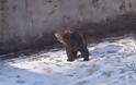 Νευροκόπι  Απελευθέρωσαν αρκουδίτσα που είχε παγιδευτεί μέρες σε άδεια δεξαμενή