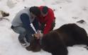 Νευροκόπι  Απελευθέρωσαν αρκουδίτσα που είχε παγιδευτεί μέρες σε άδεια δεξαμενή - Φωτογραφία 3