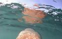 Γιγάντιες μέδουσες στις ακτές του Ντόρσετ! - Φωτογραφία 4