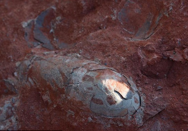 Ανακαλύφθηκαν δεκάδες αυγά δεινοσαύρων 130 εκατ. ετών στην Κίνα - Φωτογραφία 3